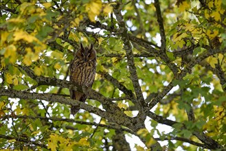 Long-eared owl (Asio otus)