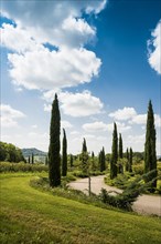 Path with cypresses