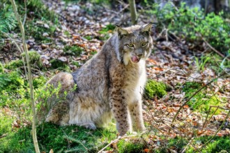 Eurasian lynx (Lynx lynx) sitting in the forest