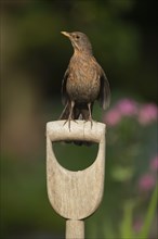 European blackbird (Turdus merula) adult female bird sitting on a garden fork handle