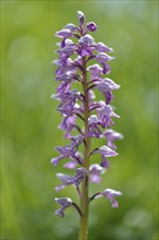Military orchid (Orchis militaris)