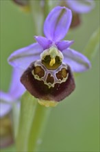 Late spider-orchid (Ophrys holoserica)