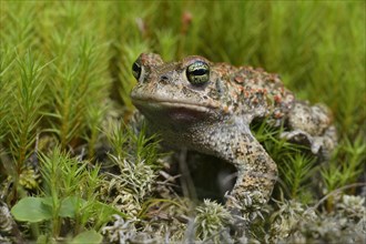 Natterjack toad (Bufo calamita)