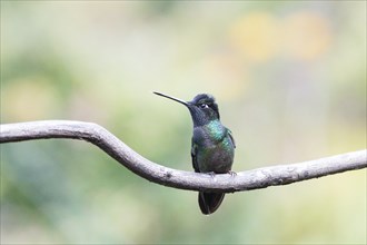 Magnificent hummingbird (Eugenes fulgens) sitting on branch