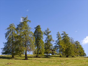 Larch meadows on the Salten