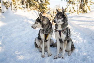 Huskies sitting in front of dog sleds