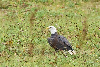 Bald eagle (Haliaeetus leucocephalus) sitting on a meadow