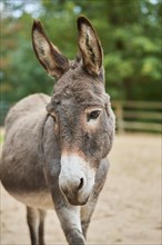 Donkey (Equus africanus) portrait