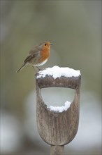 European robin (Erithacus rubecula) adult bird on a snow covered garden fork handle