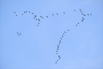 Common crane (Grus grus) flying in formation in the sky