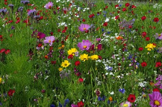 Summer flower meadow
