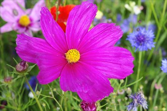 Mexican aster (Cosmea bipinnata)