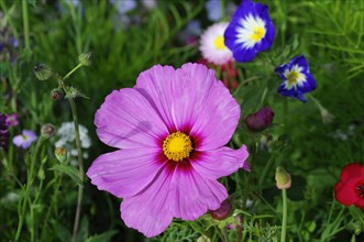 Mexican aster (Cosmea bipinnata)