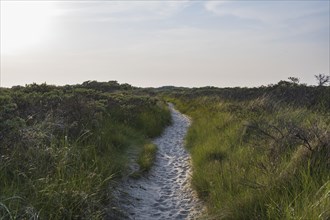 Trail through overgrown dune landscape