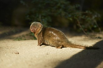Ethiopian dwarf mongoose (Helogale hirtula) standing on a rock