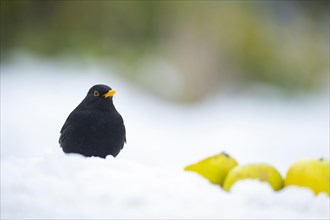European blackbird (Turdus merula) adult male bird on a snow covered garden lawn