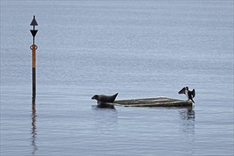 Seal and great cormorant (Phalacrocorax carbo) together on a raft