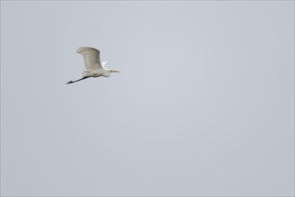 Great egret (Ardea alba) in flight