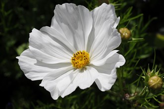 Mexican aster (Cosmea bipinnata)