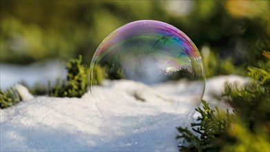 Freezing soap bubble on snow