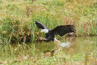 Bald eagle (Haliaeetus leucocephalus) flying over a pond