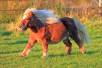 Horse (Equus)