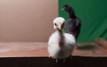 Portrait of a cute chick looking towards the camera