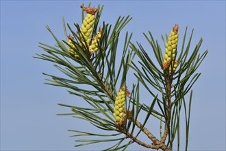 Scots pine (Pinus silvestris)