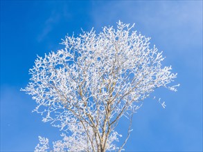 Tree with frost in winter
