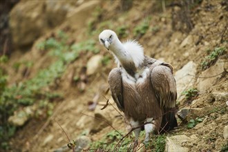 Griffon vulture (Gyps fulvus) standing on a rock
