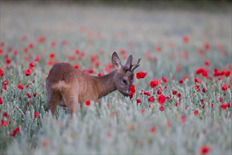 Roe deer (Capreolus capreolus) adult buck in a summer wheat field with flowering poppies
