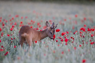 Roe deer (Capreolus capreolus) adult buck in a summer wheat field with flowering poppies