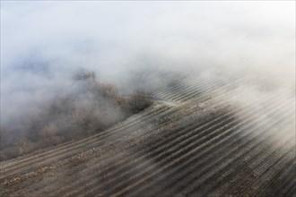 Winter landscape with vineyards and fog