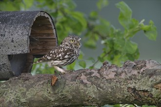 Little owl (Athene noctua) at a bird house