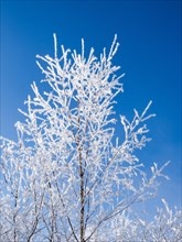 Tree with frost in winter