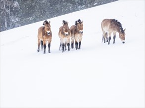 Przewalski's horses (Equus przewalskii) during snowfall in winter