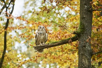 Eurasian eagle-owl (Bubo bubo) sitting on a branch