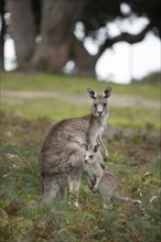 Eastern grey kangaroo (Macropus giganteus) adult female with a juvenile baby joey