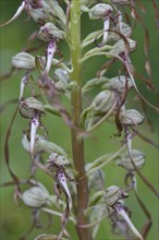 Lizard orchid (Himantoglossum hircinum)