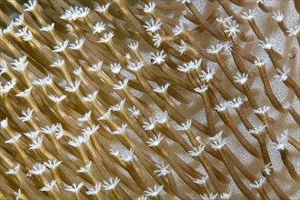 Polyps of a leather coral (Sarcophyton sp.)