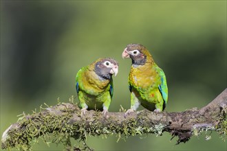 Brown-hooded parrots (Pyrilia haematotis) sitting on branch