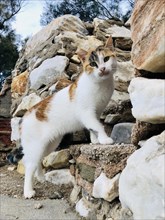 Tricolour cat on a staircase