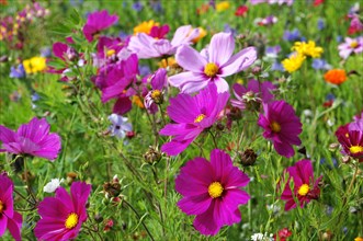 Mexican aster (Cosmea bipinnata)