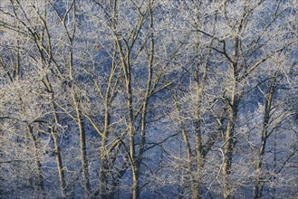 Deciduous trees with hoarfrost