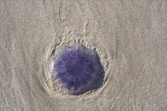 Blue jellyfish (Cyanea lamarckii) on a sandy beach