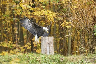 Bald eagle (Haliaeetus leucocephalus) landing on a tree trunk