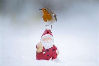 European robin (Erithacus rubecula) adult bird sitting on a Father Christmas figure in a snow covered garden