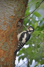 Great spotted woodpecker (Dendrocopos major) feeding