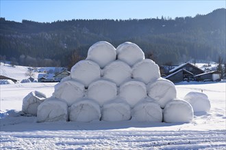 Snow-covered silage bales near Nellenbruck
