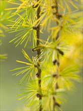 European larch (Larix decidua)